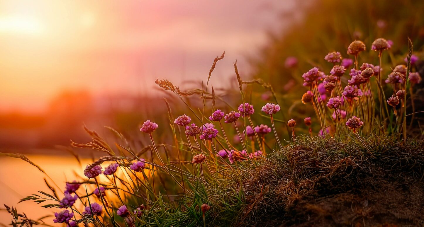Paysage automnale